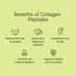COLLAGEN - Hydrolyzed Bovine Type 1 & 3 Powder (3-PACK SPECIAL)